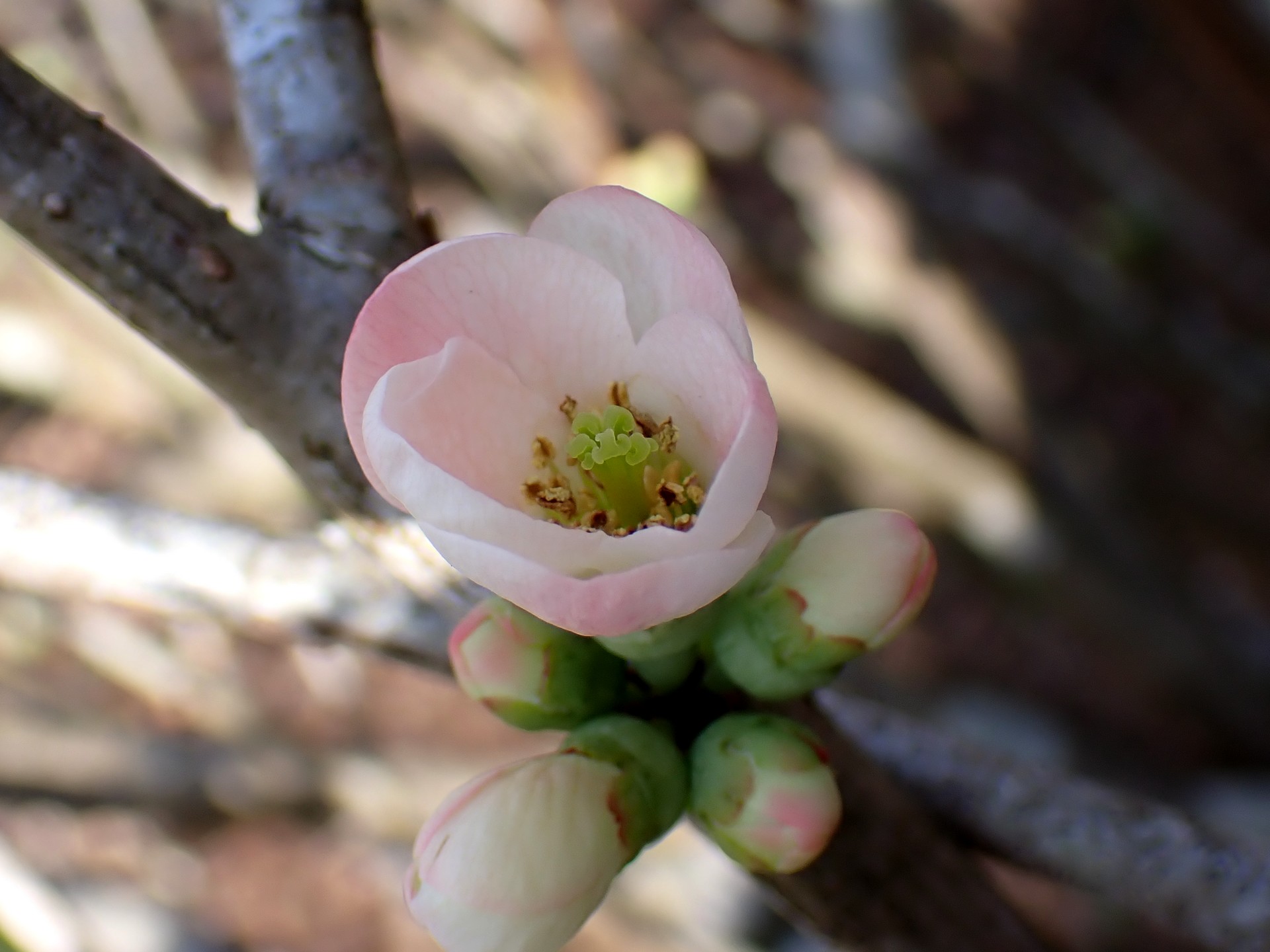 ボケの高画質写真です。横浜市で、2026年3月9日に撮影したものです。