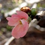 ボケの高画質写真です。横浜市で、2026年3月9日に撮影したものです。