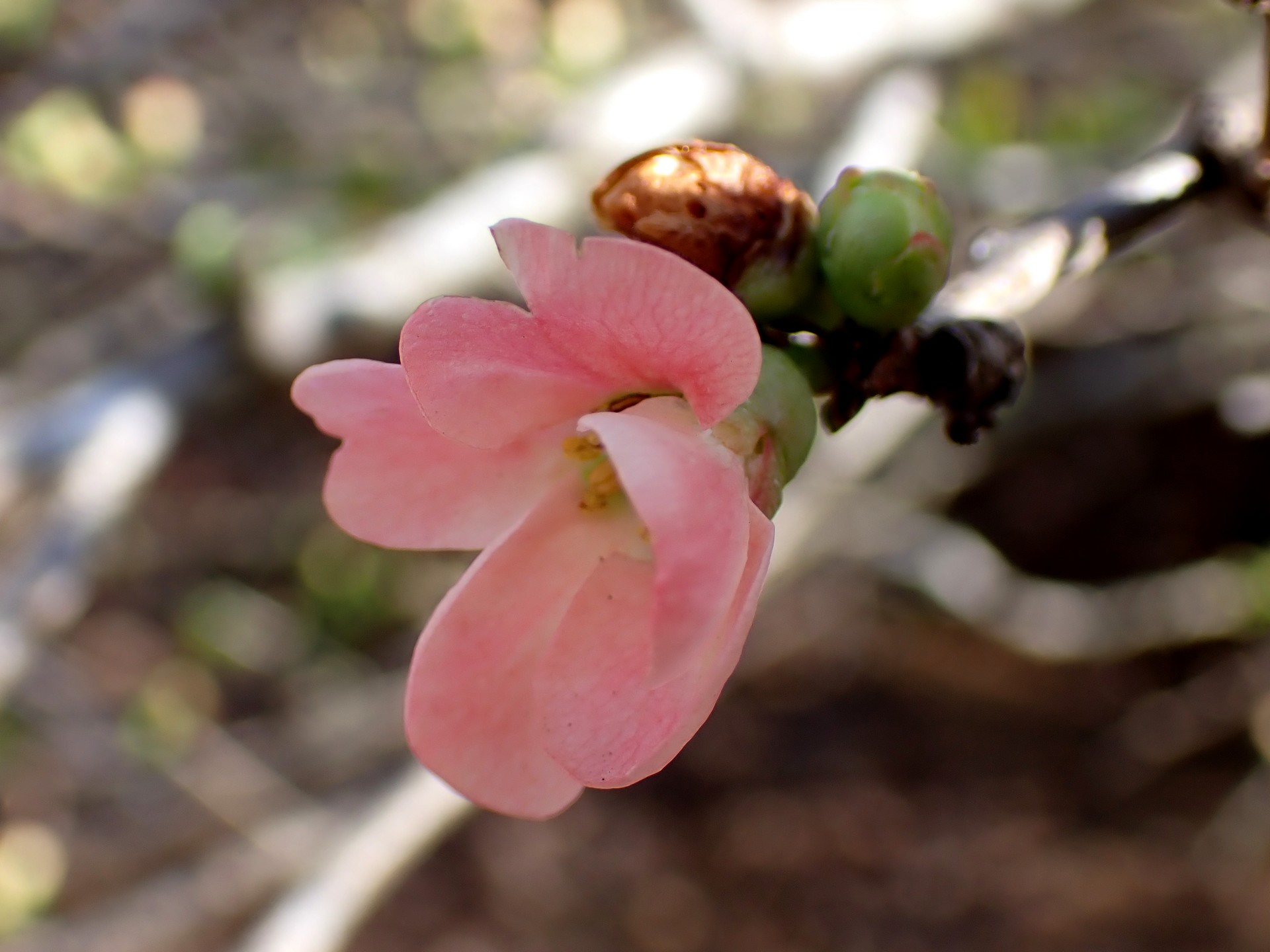 ボケの高画質写真です。横浜市で、2026年3月9日に撮影したものです。
