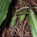 エビネ の高画質写真です。横浜市で、2026年3月19日に撮影したものです。