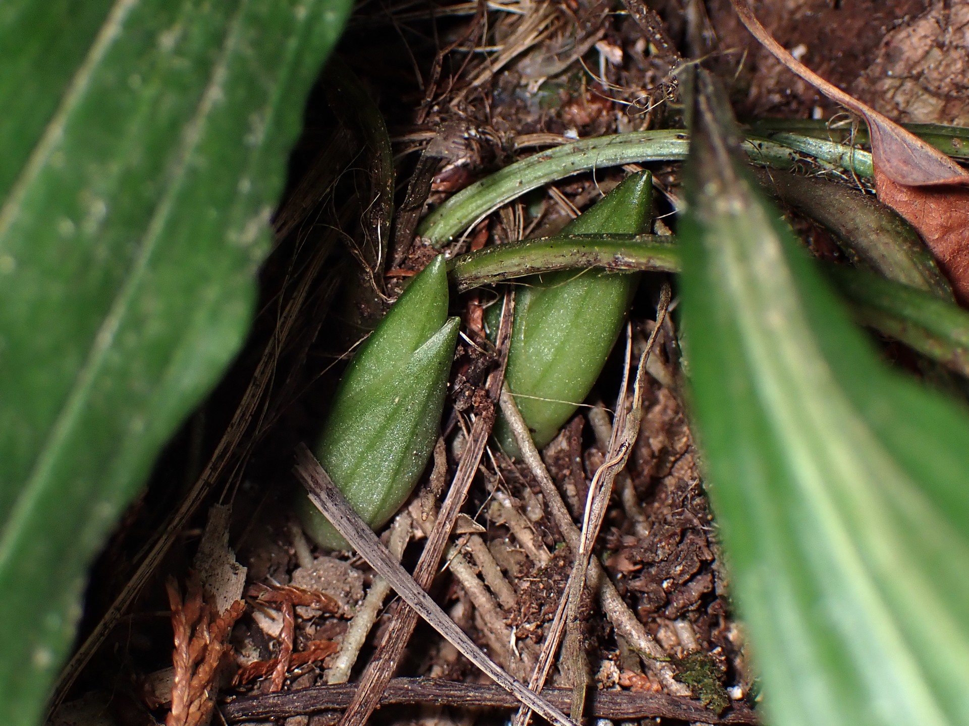 エビネ の高画質写真です。横浜市で、2026年3月19日に撮影したものです。