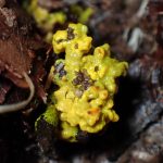 不明菌 の高画質写真です。横浜市で、2026年3月19日に撮影したものです。