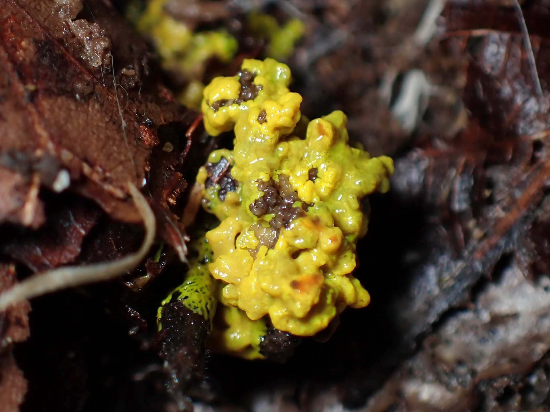 不明菌 の高画質写真です。横浜市で、2026年3月19日に撮影したものです。