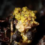 不明菌 の高画質写真です。横浜市で、2026年3月20日に撮影したものです。