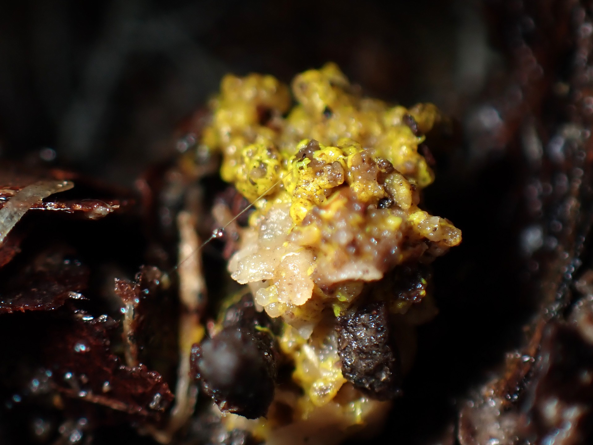 不明菌 の高画質写真です。横浜市で、2026年3月20日に撮影したものです。