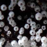 白い不明菌 の高画質写真です。横浜市で、2026年3月20日に撮影したものです。