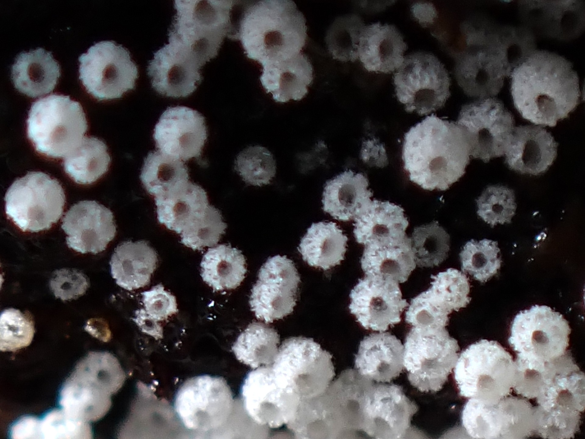 白い不明菌 の高画質写真です。横浜市で、2026年3月20日に撮影したものです。