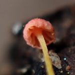 極小ダイダイきのこ の高画質写真です。横浜市で、2026年3月21日に撮影したものです。