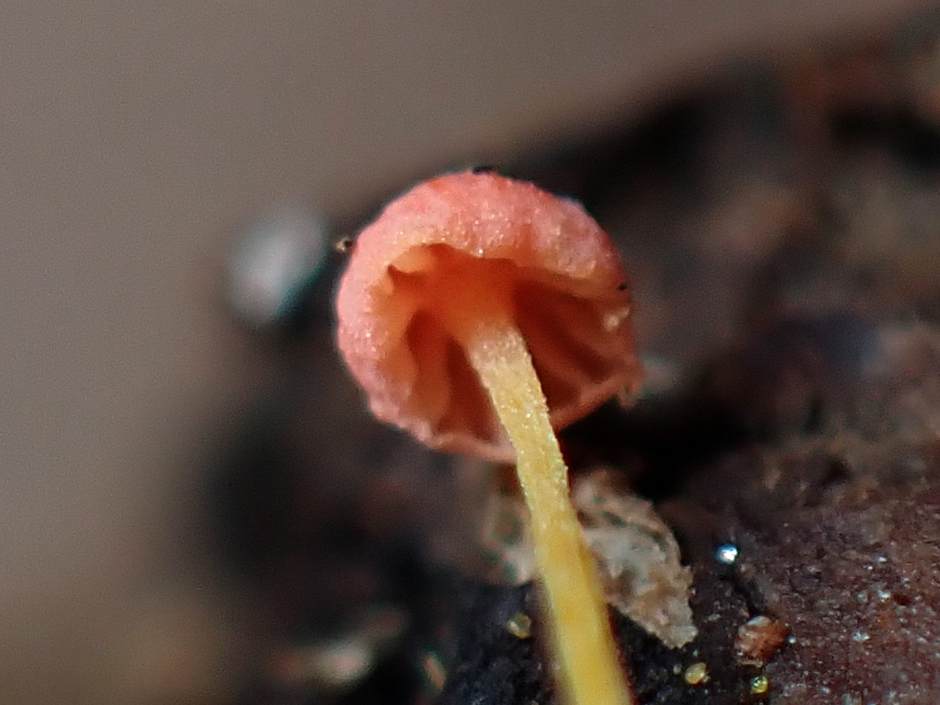 極小ダイダイきのこ の高画質写真です。横浜市で、2026年3月21日に撮影したものです。