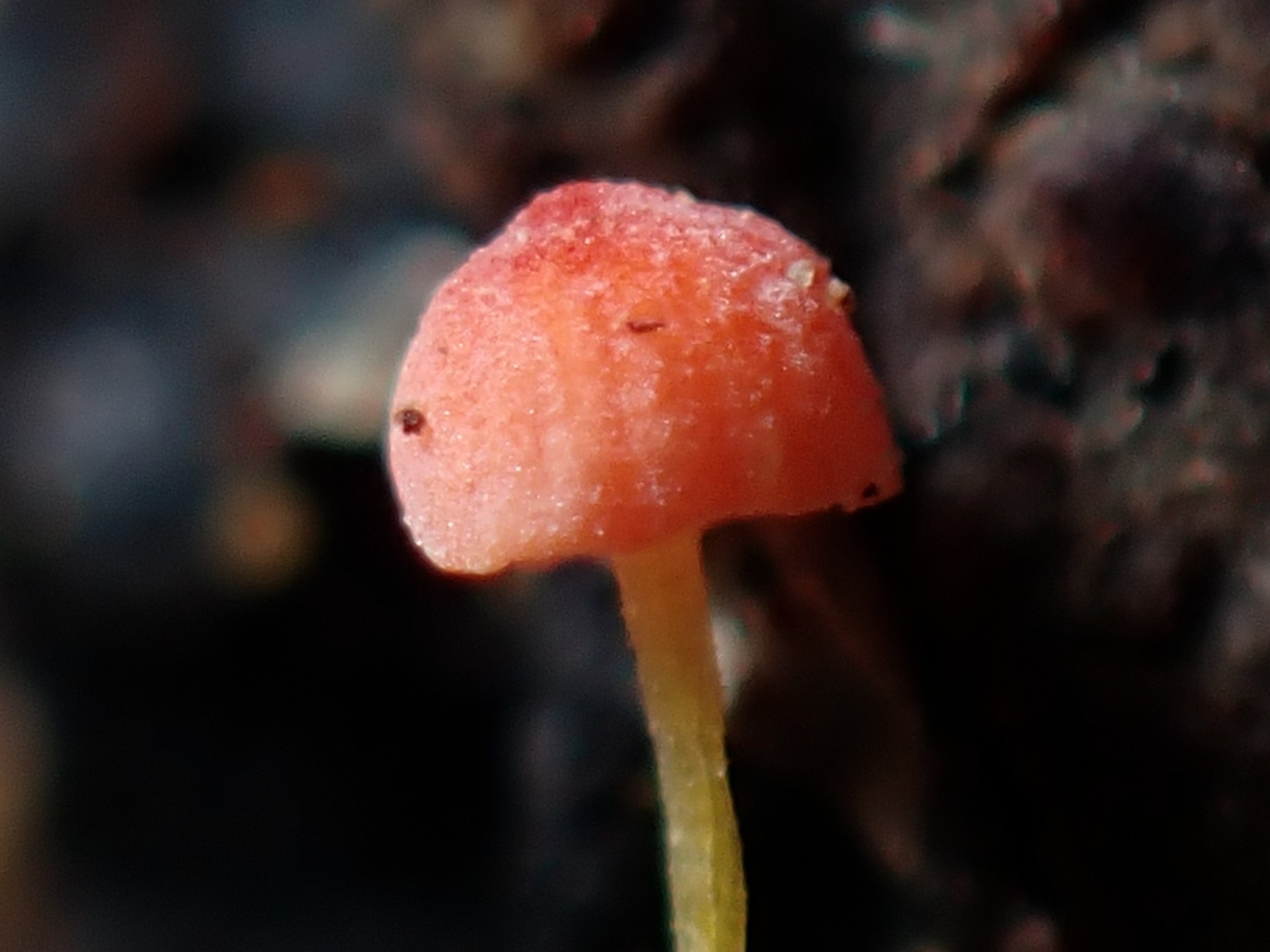 極小ダイダイきのこ の高画質写真です。横浜市で、2026年3月21日に撮影したものです。
