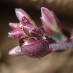 ヒメハギ の高画質写真です。横浜市で、2026年3月14日に撮影したものです。