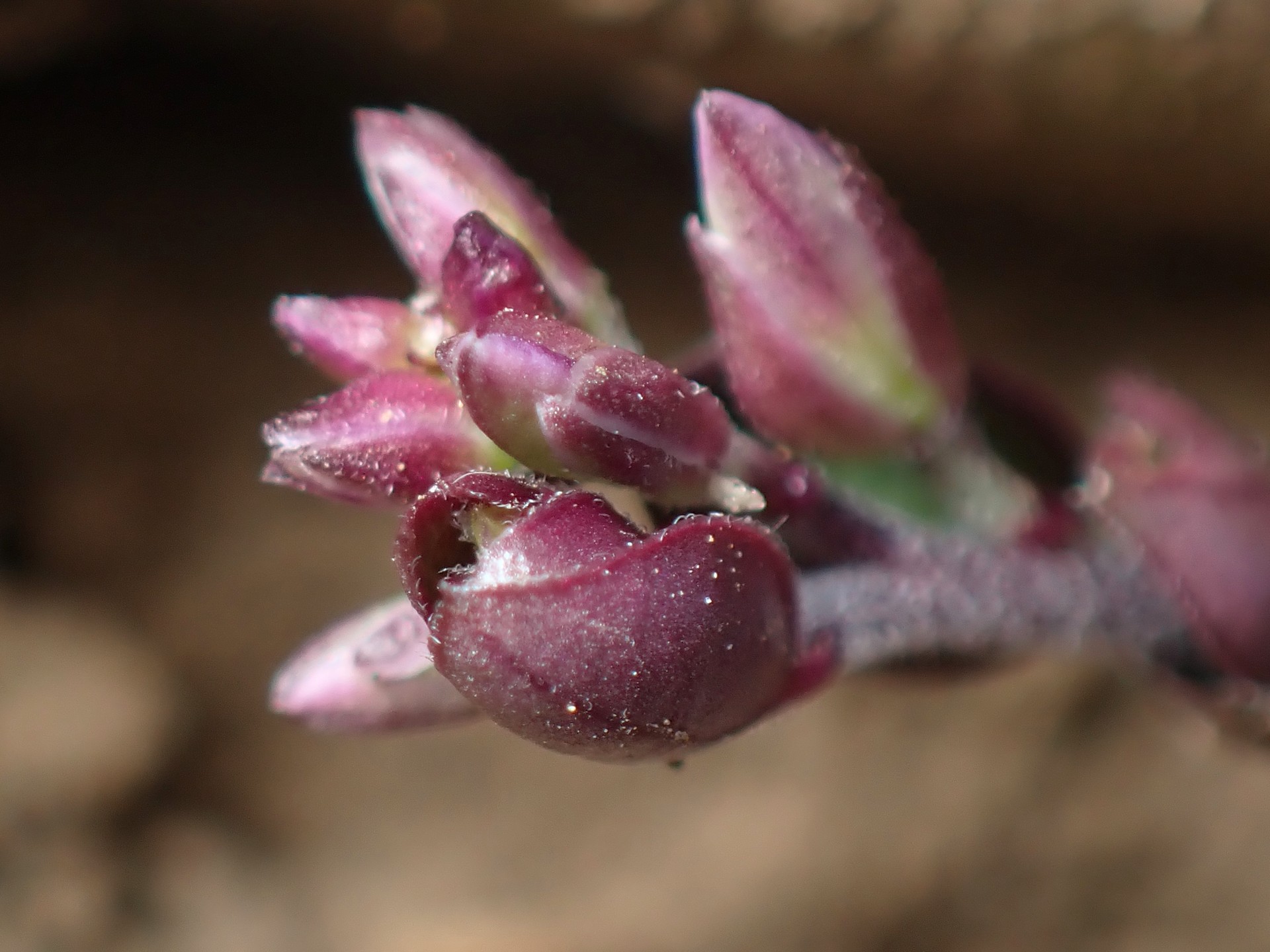 ヒメハギ の高画質写真です。横浜市で、2026年3月14日に撮影したものです。