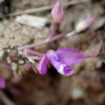 ヒメハギ の高画質写真です。横浜市で、2026年3月17日に撮影したものです。