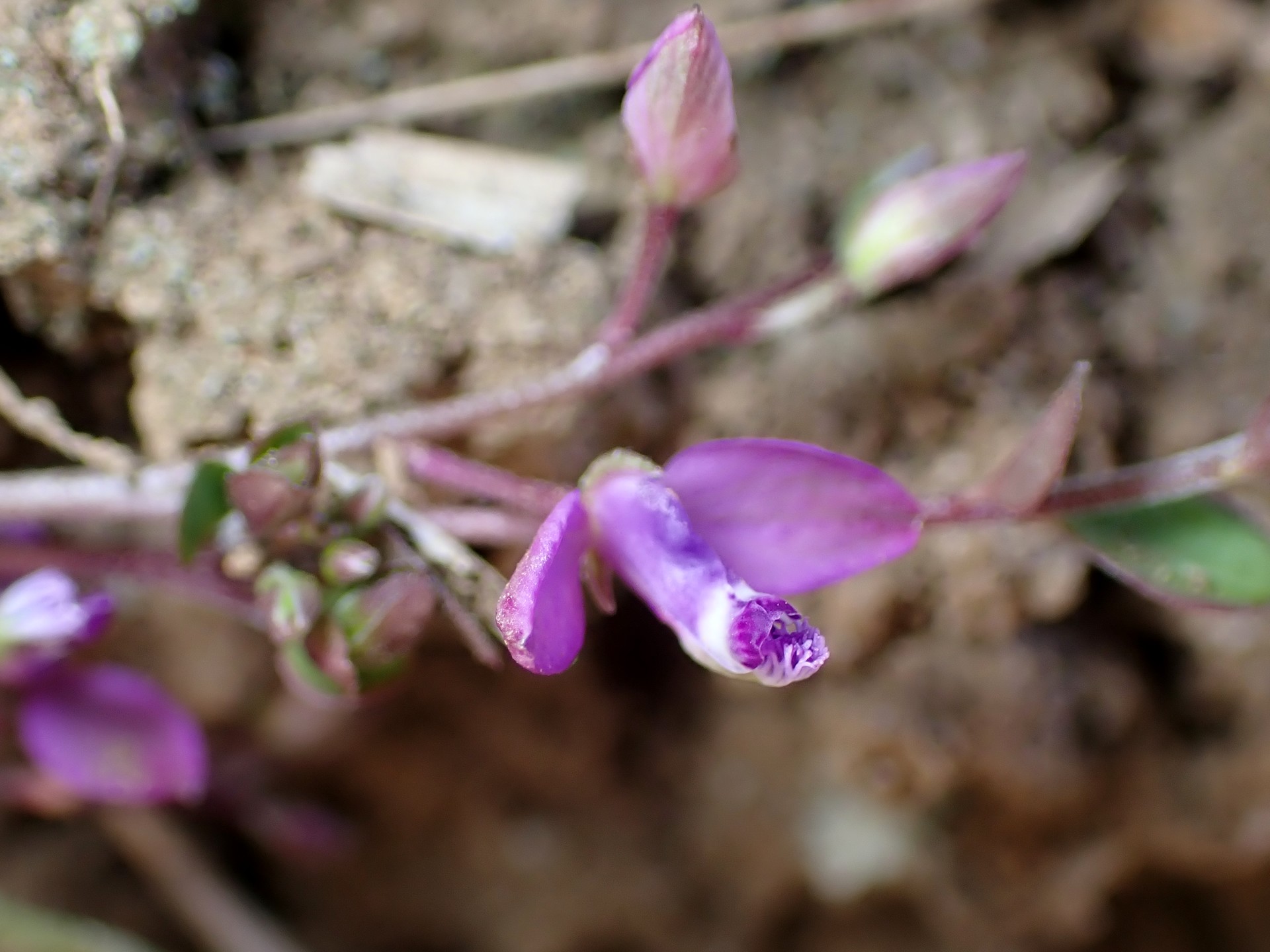 ヒメハギ の高画質写真です。横浜市で、2026年3月17日に撮影したものです。