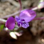 ヒメハギ の高画質写真です。横浜市で、2026年3月18日に撮影したものです。