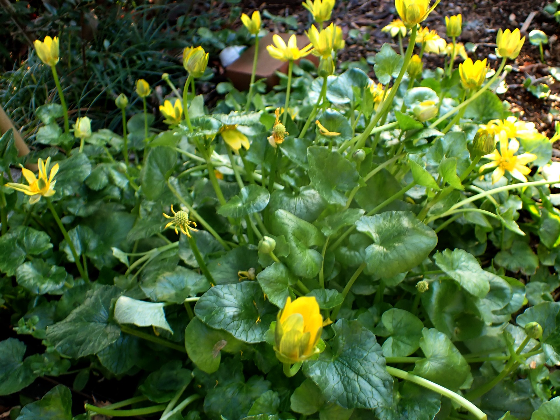 ヒメリュウキンカ の高画質写真です。横浜市で、2026年3月11日に撮影したものです。