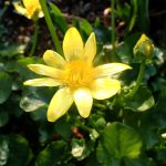 ヒメリュウキンカ の高画質写真です。横浜市で、2026年3月11日に撮影したものです。