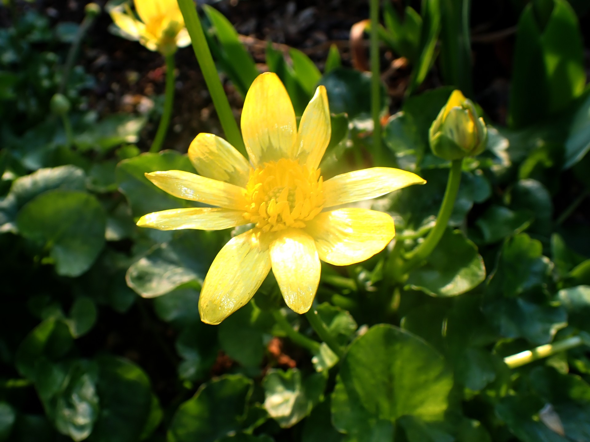 ヒメリュウキンカ の高画質写真です。横浜市で、2026年3月11日に撮影したものです。