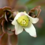 ヒメウズ の高画質写真です。横浜市で、2026年3月15日に撮影したものです。