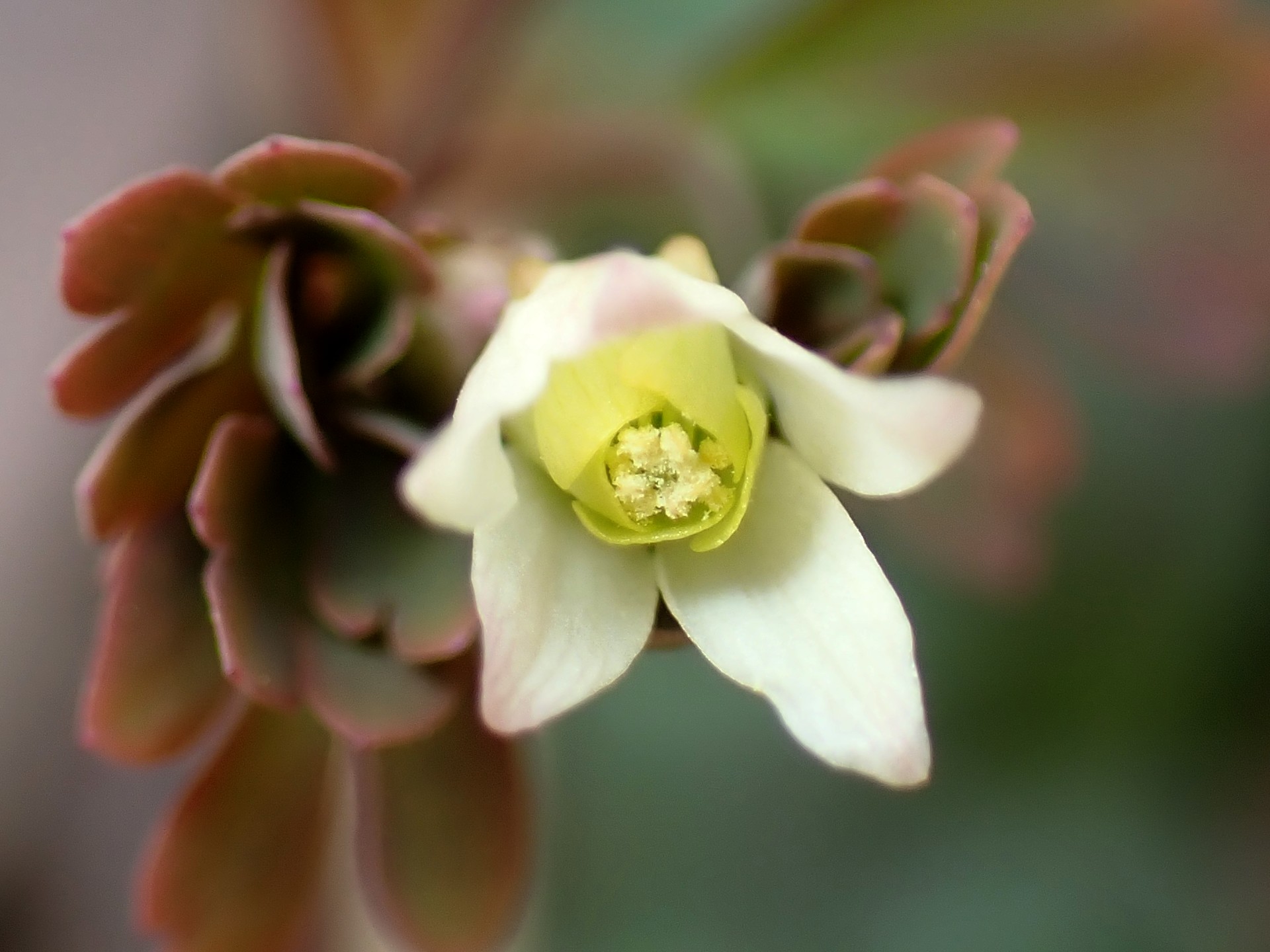 ヒメウズ の高画質写真です。横浜市で、2026年3月15日に撮影したものです。