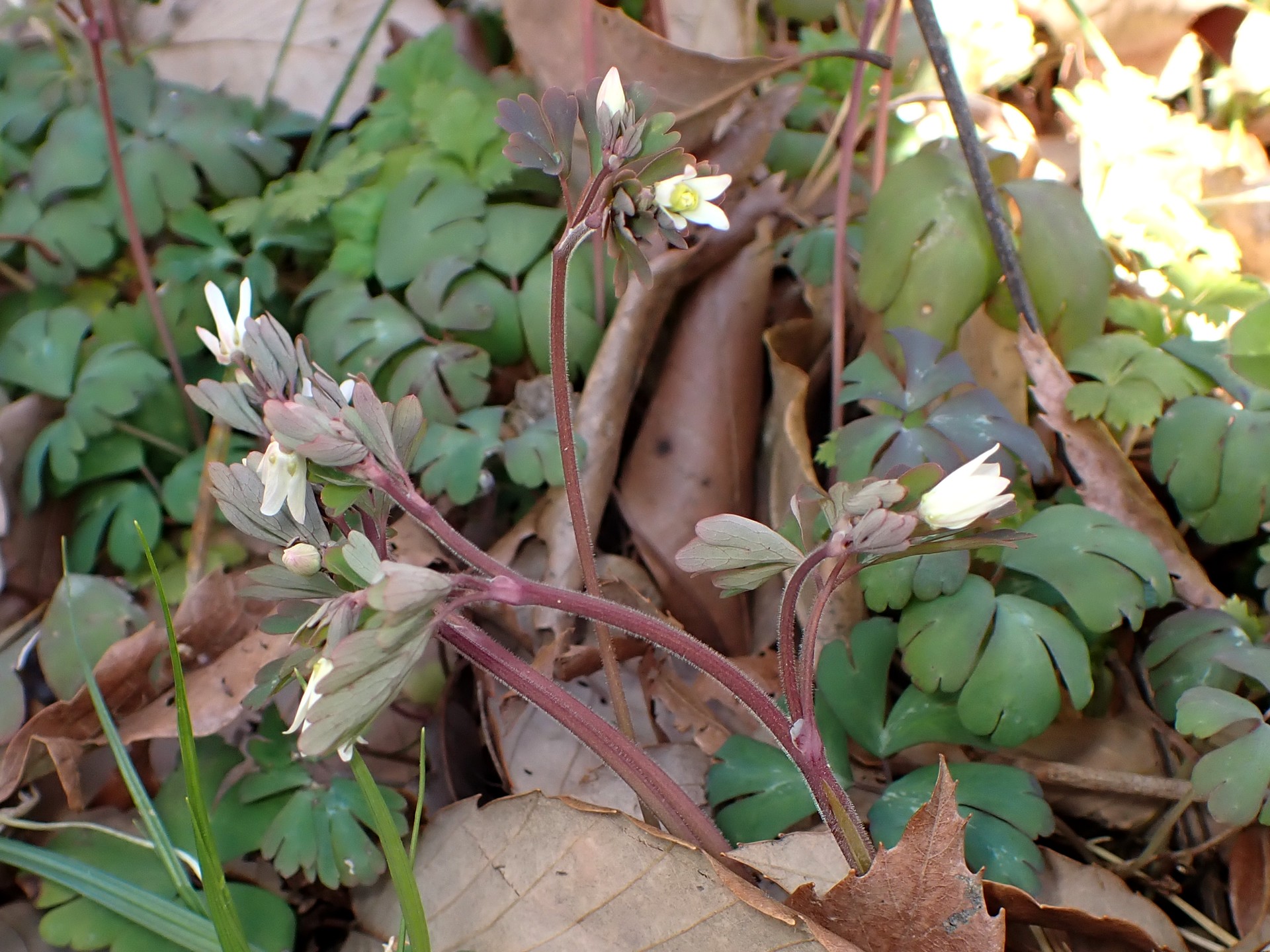 ヒメウズ の高画質写真です。横浜市で、2026年3月15日に撮影したものです。