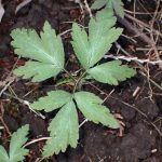 イチリンソウ の高画質写真です。横浜市で、2026年3月4日に撮影したものです。