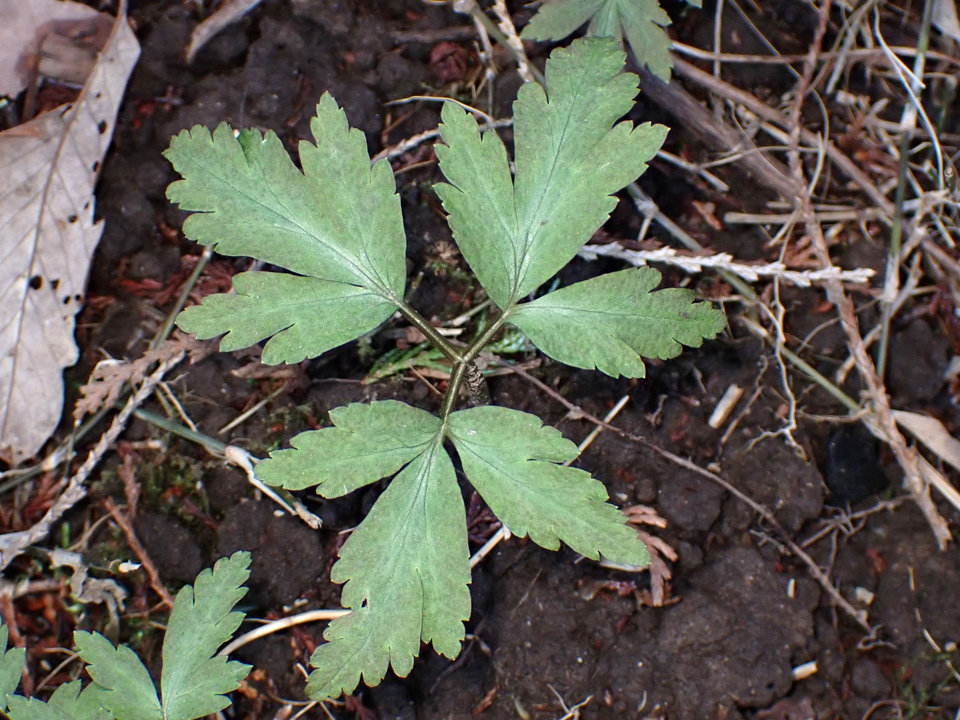イチリンソウ の高画質写真です。横浜市で、2026年3月4日に撮影したものです。