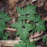 イチリンソウ の高画質写真です。横浜市で、2026年3月19日に撮影したものです。