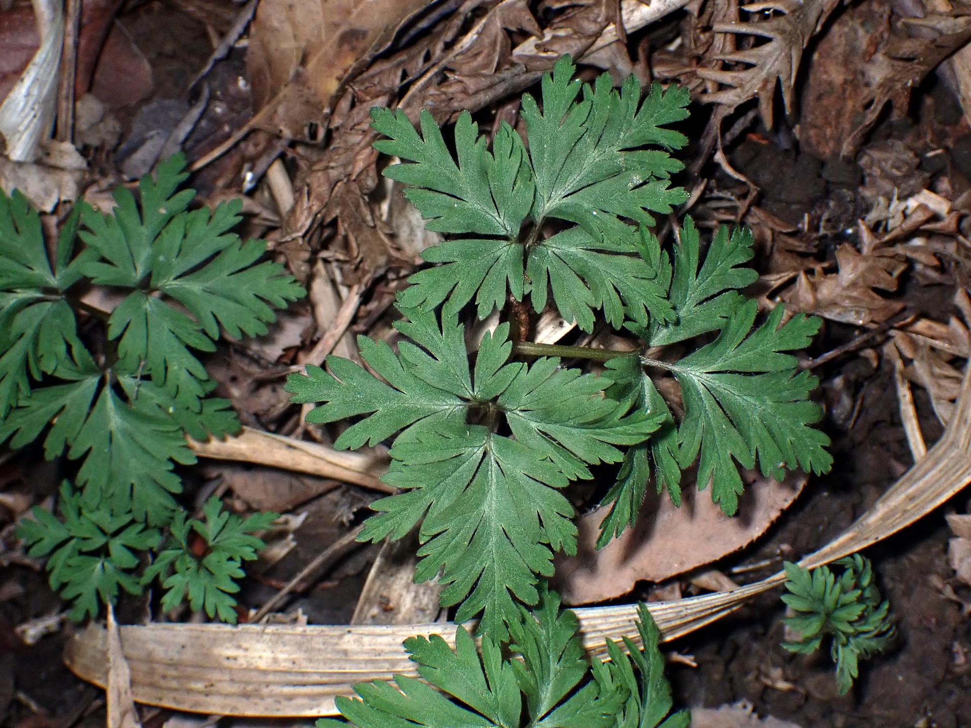 イチリンソウ の高画質写真です。横浜市で、2026年3月19日に撮影したものです。