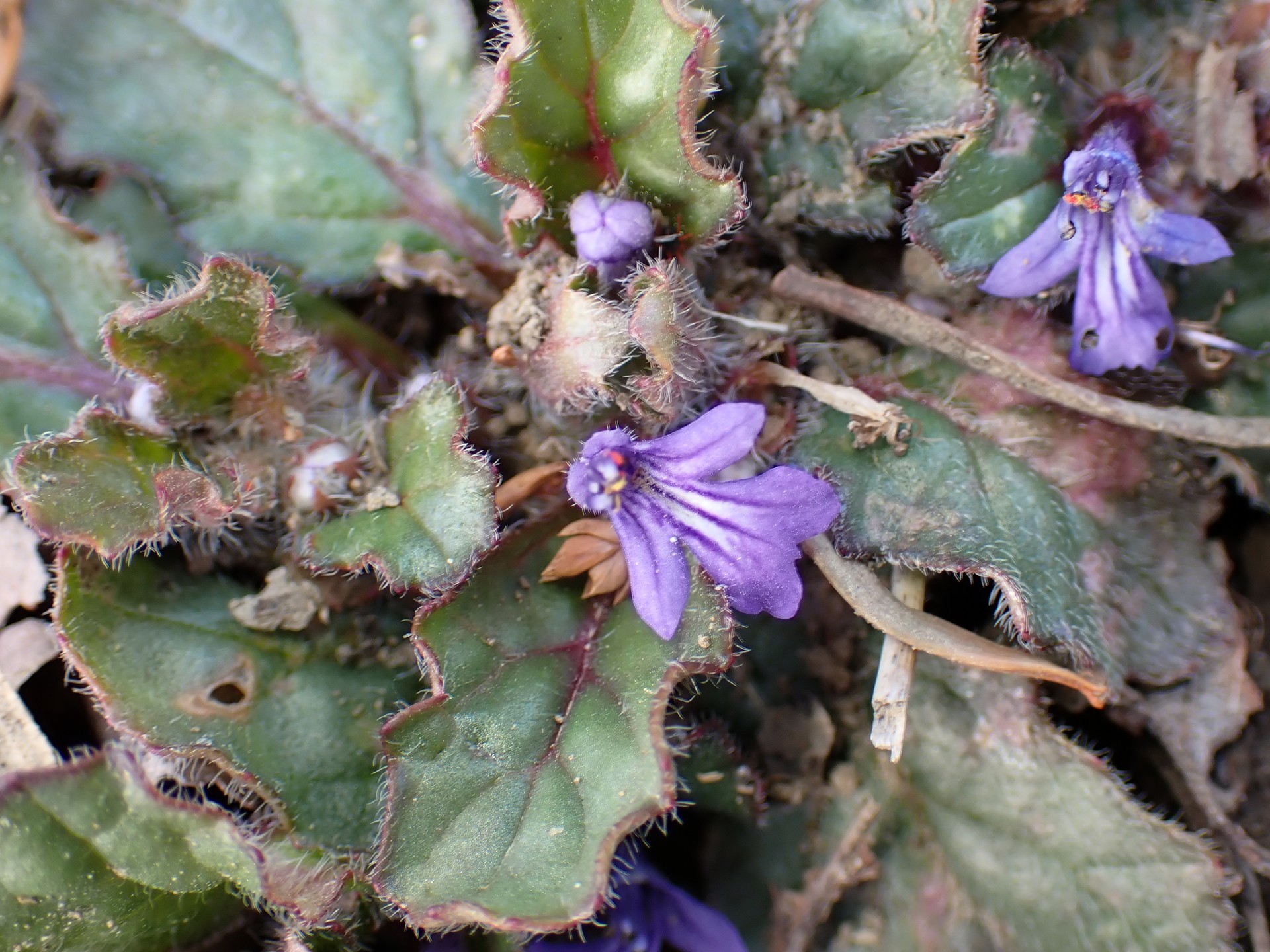 キランソウ の高画質写真です。横浜市で、2026年3月16日に撮影したものです。