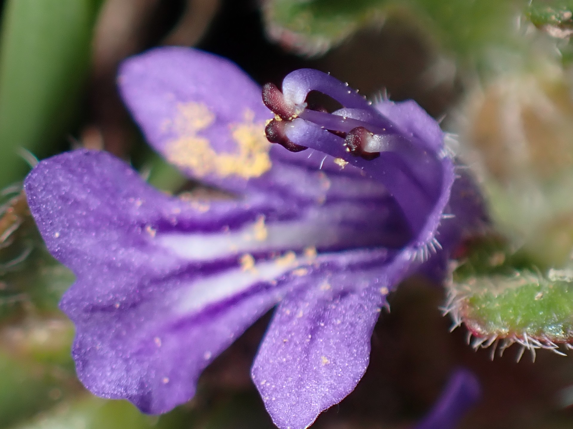 キランソウ の高画質写真です。横浜市で、2026年3月16日に撮影したものです。