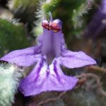 キランソウ の高画質写真です。横浜市で、2026年3月16日に撮影したものです。