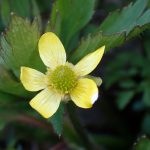 キツネノボタン の高画質写真です。横浜市で、2026年3月14日に撮影したものです。