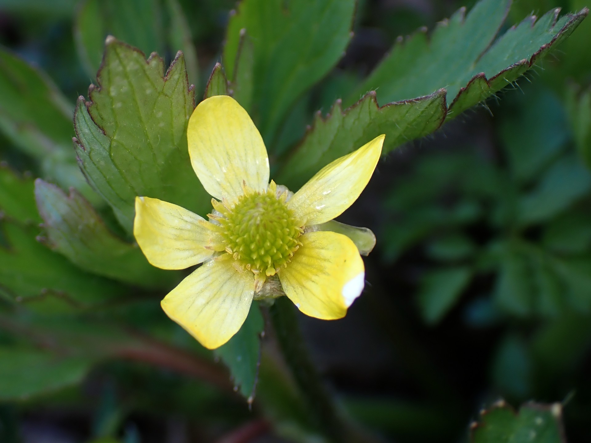 キツネノボタン の高画質写真です。横浜市で、2026年3月14日に撮影したものです。