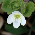 コゴメイヌノフグリの高画質写真です。横浜市で、2026年3月9日に撮影したものです。