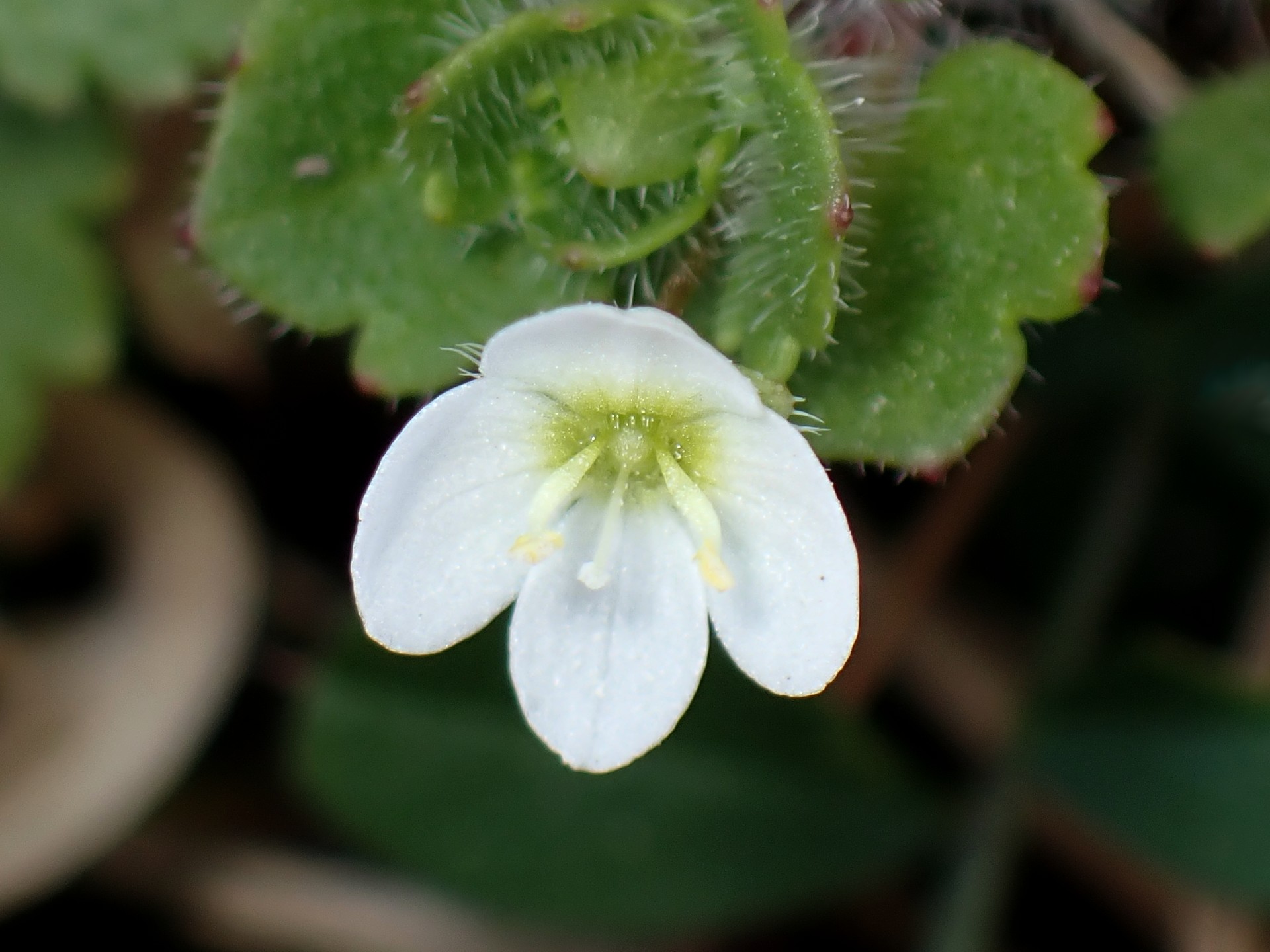 コゴメイヌノフグリの高画質写真です。横浜市で、2026年3月9日に撮影したものです。