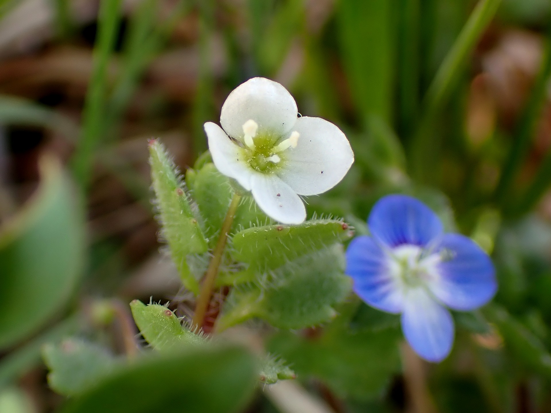 コゴメイヌノフグリの高画質写真です。横浜市で、2026年3月9日に撮影したものです。