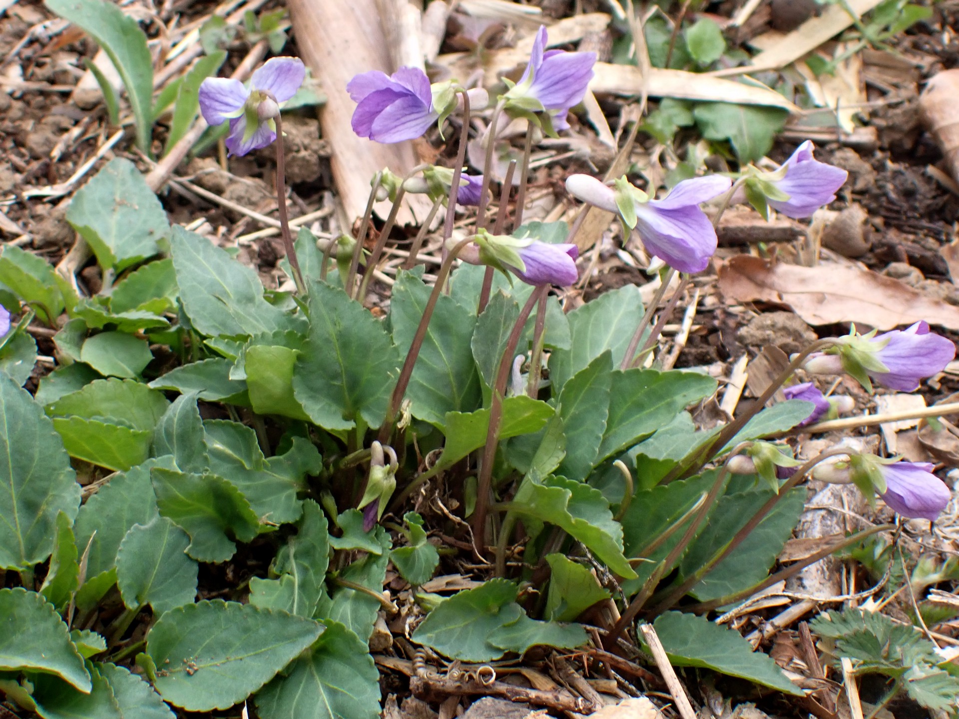 コスミレ の高画質写真です。横浜市で、2026年3月13日に撮影したものです。