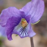 コスミレ の高画質写真です。横浜市で、2026年3月13日に撮影したものです。