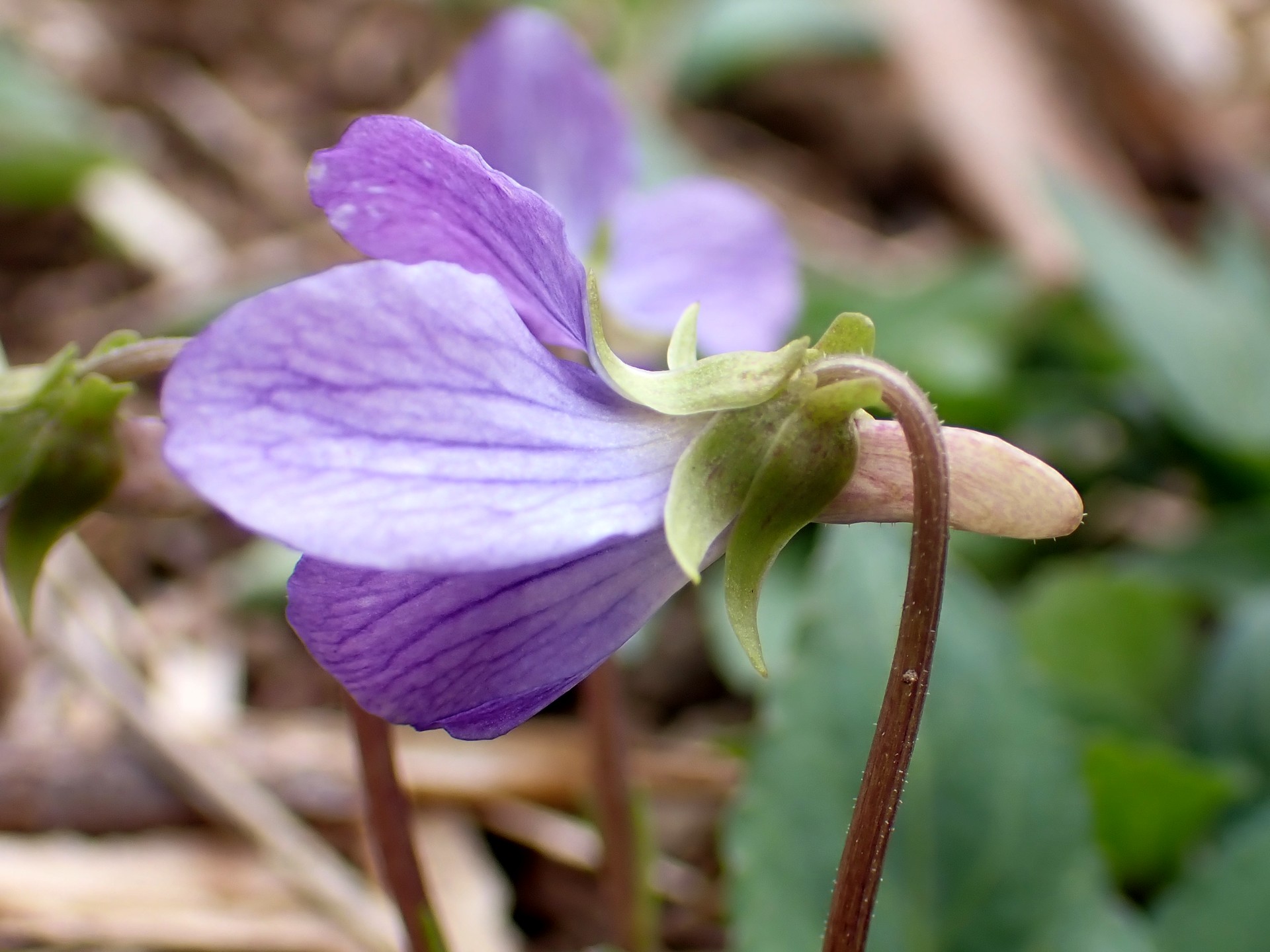 コスミレ の高画質写真です。横浜市で、2026年3月13日に撮影したものです。