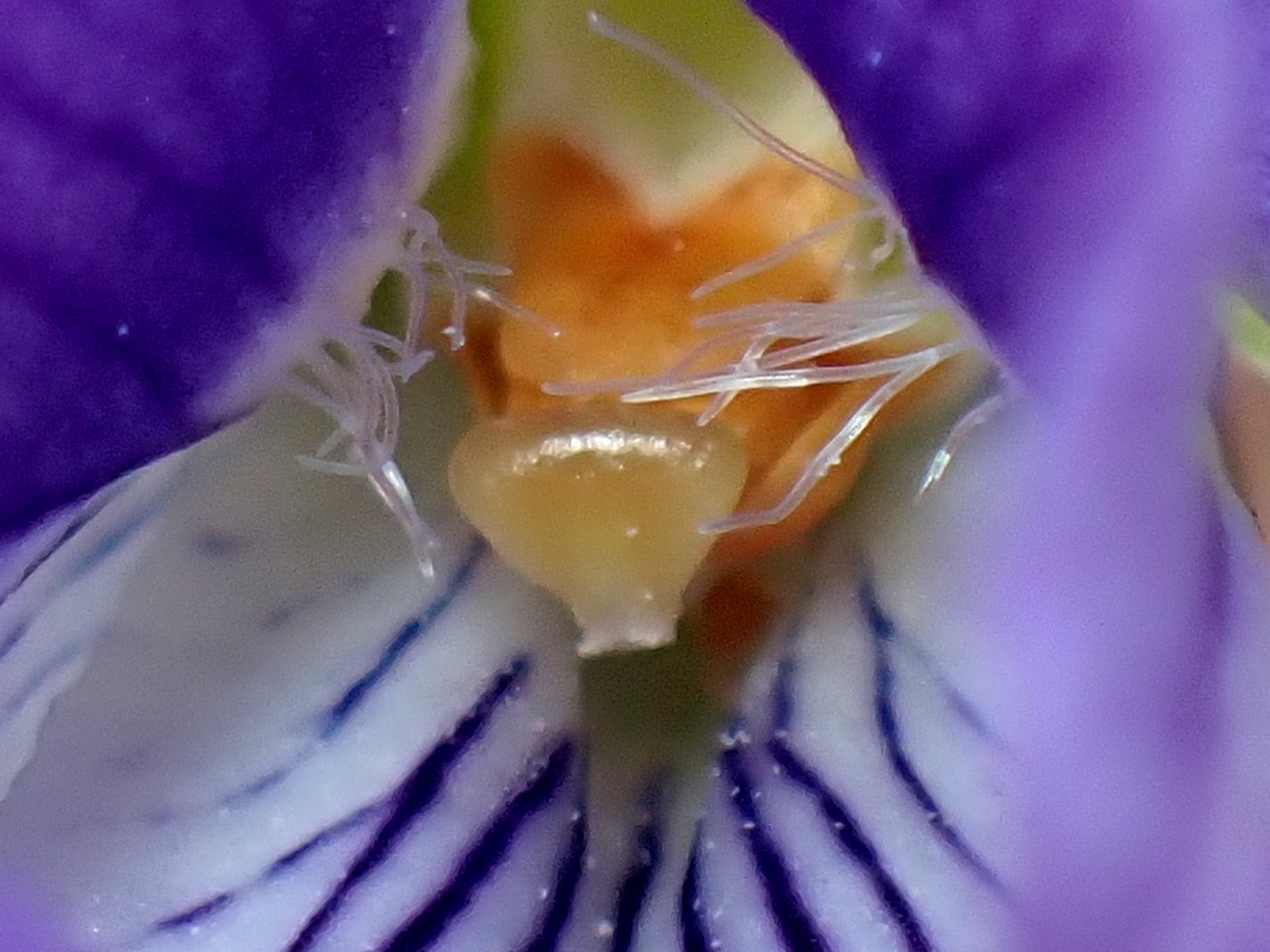 コスミレ の高画質写真です。横浜市で、2026年3月13日に撮影したものです。