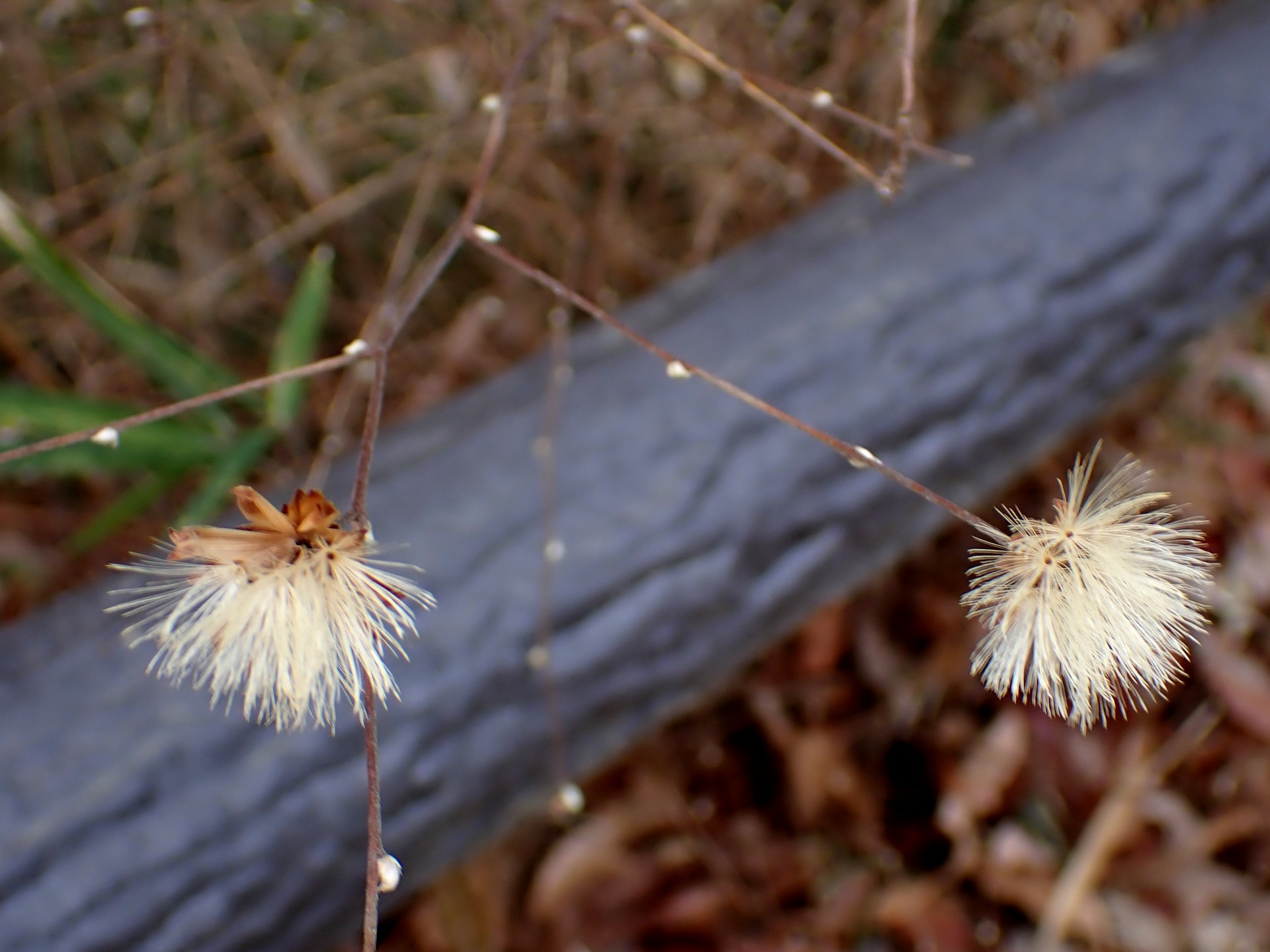 コウヤボウキ の高画質写真です。横浜市で、2026年3月10日に撮影したものです。