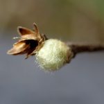 コウヤボウキ の高画質写真です。横浜市で、2026年3月10日に撮影したものです。