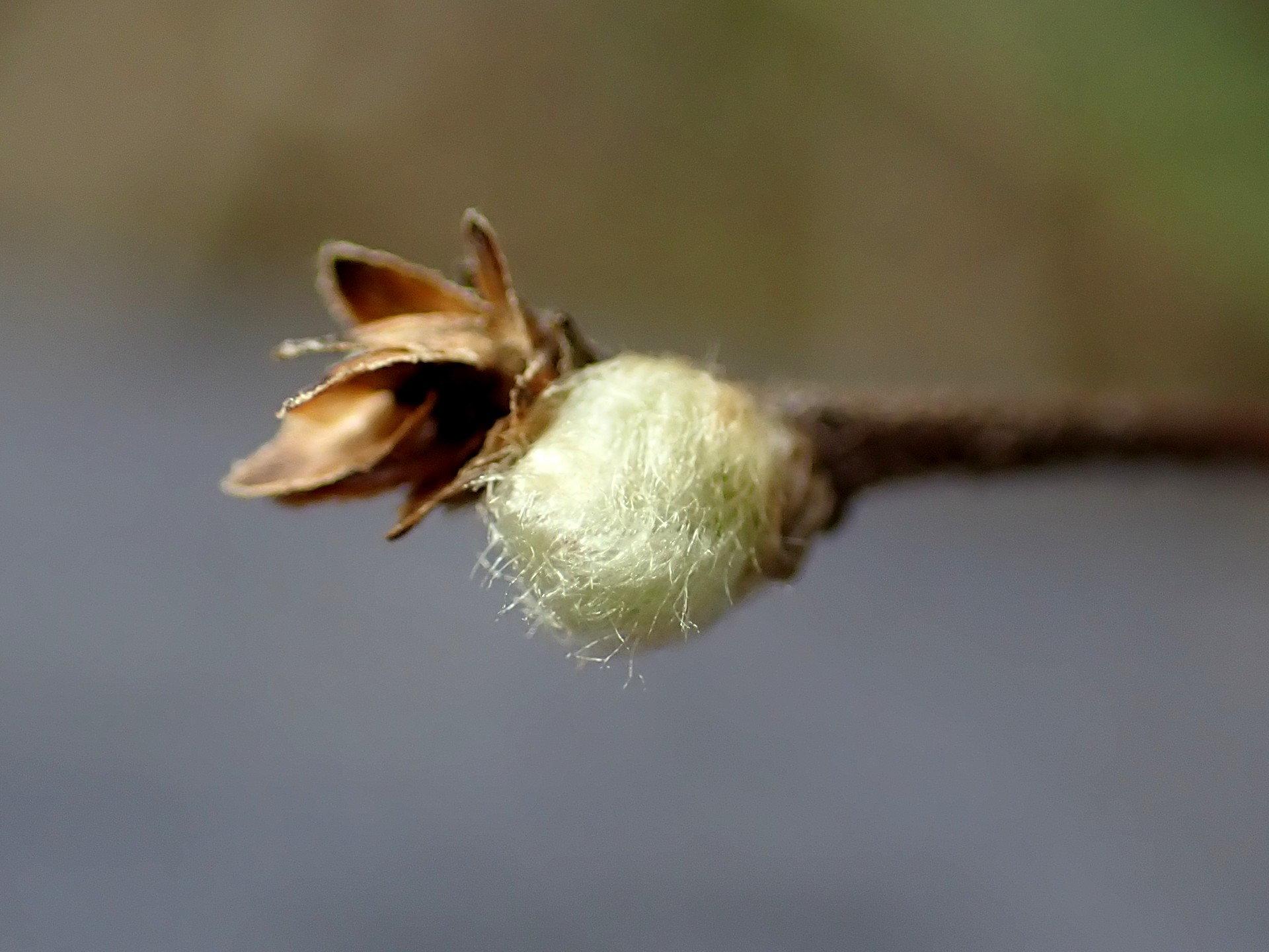 コウヤボウキ の高画質写真です。横浜市で、2026年3月10日に撮影したものです。