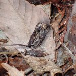 クロヤツシロラン の高画質写真です。横浜市で、2026年2月28日に撮影したものです。