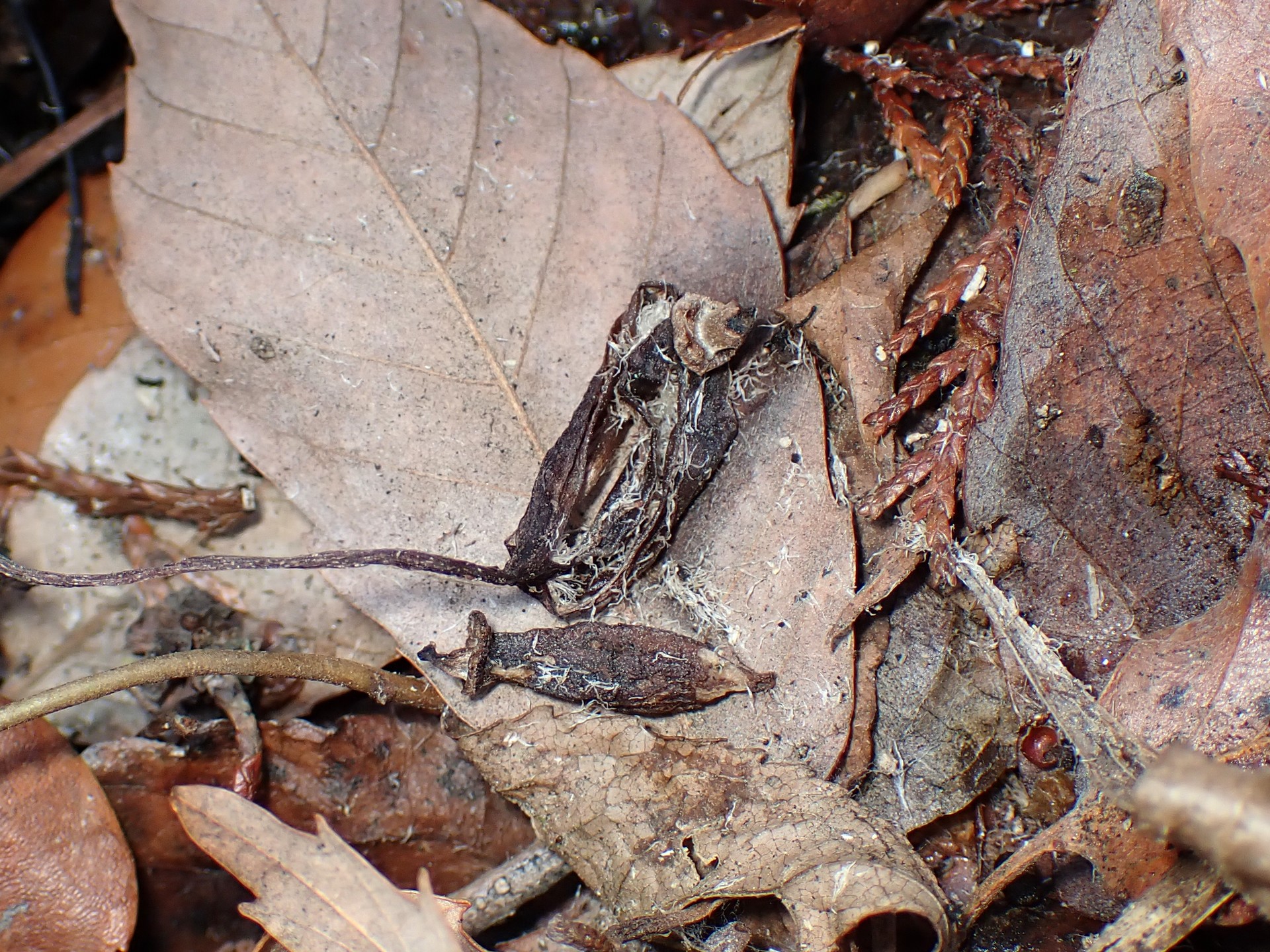クロヤツシロラン の高画質写真です。横浜市で、2026年2月28日に撮影したものです。