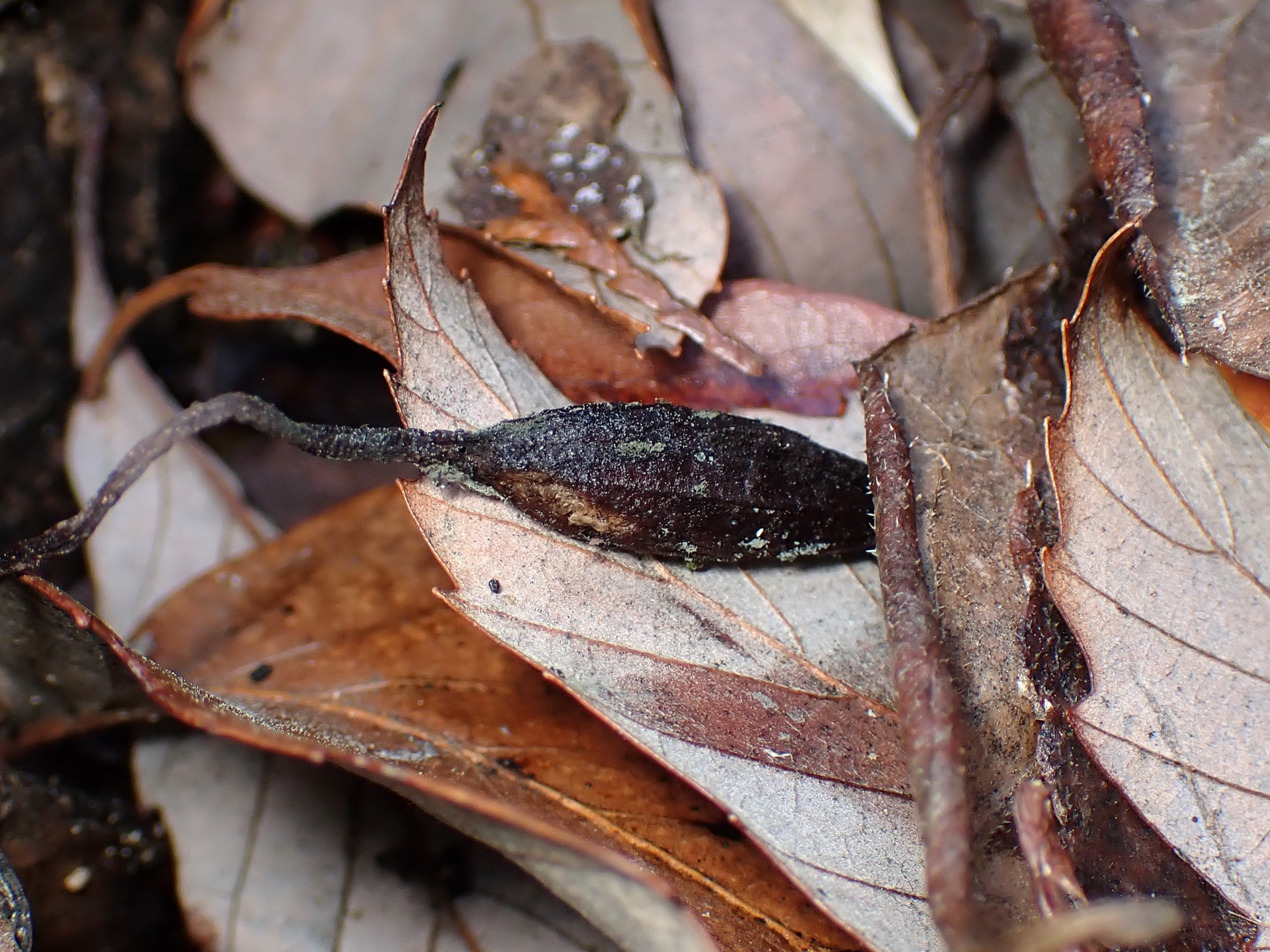 クロヤツシロラン の高画質写真です。横浜市で、2026年2月28日に撮影したものです。