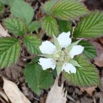 クサイチゴ の高画質写真です。横浜市で、2026年3月16日に撮影したものです。