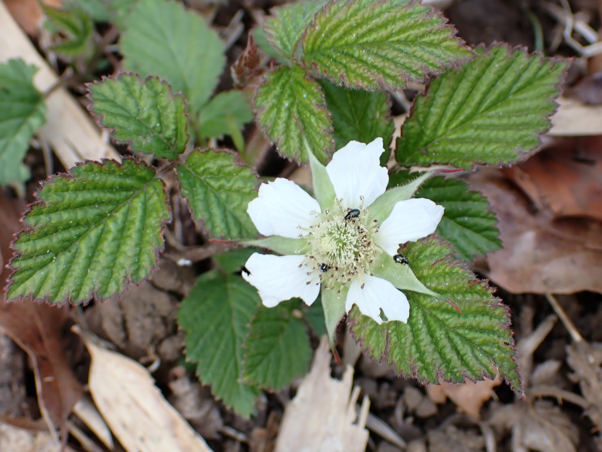 クサイチゴ の高画質写真です。横浜市で、2026年3月16日に撮影したものです。