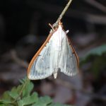 マエアカスカシノメイガ の高画質写真です。横浜市で、2026年3月14日に撮影したものです。